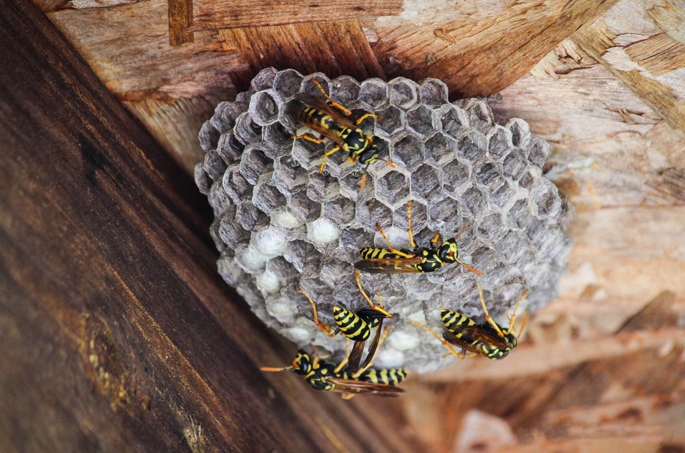 What Attracts Wasps To Nest In Homes? - ICE Cleaning