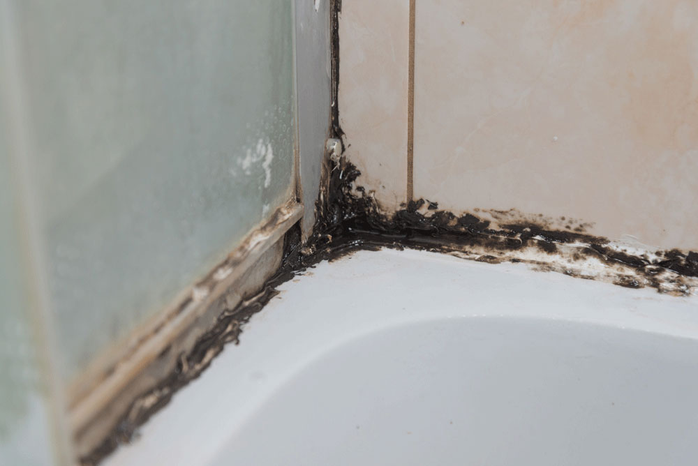 Black mould in the corner of a shower