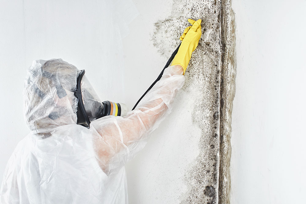 Technician conducting a mould inspection