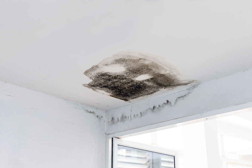 A large black mould on the ceiling