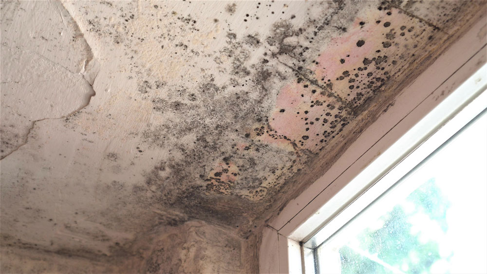 Black mould on a ceiling