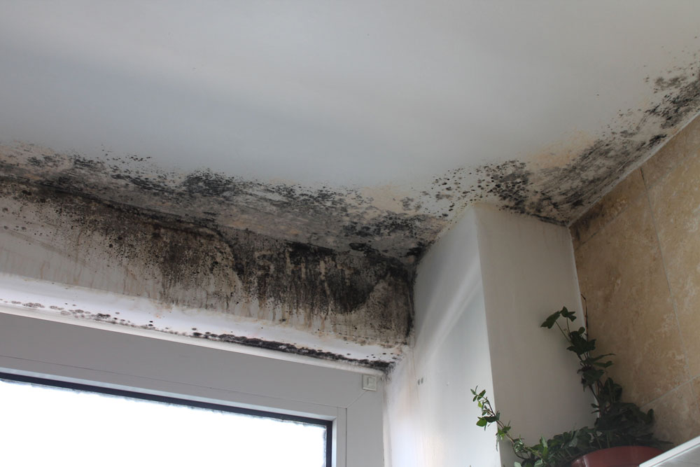 Mould growing near a window