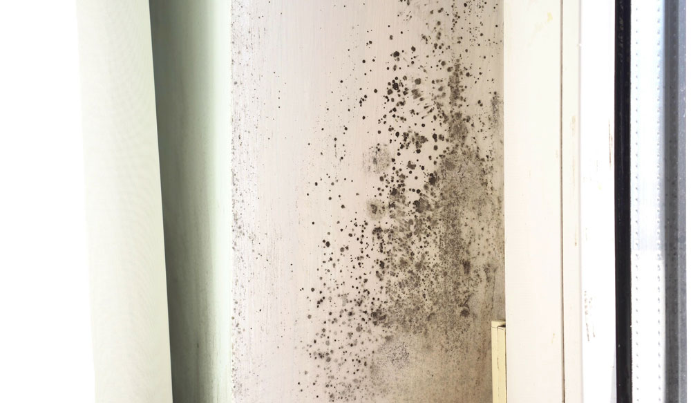 Mould on a wall by a window 