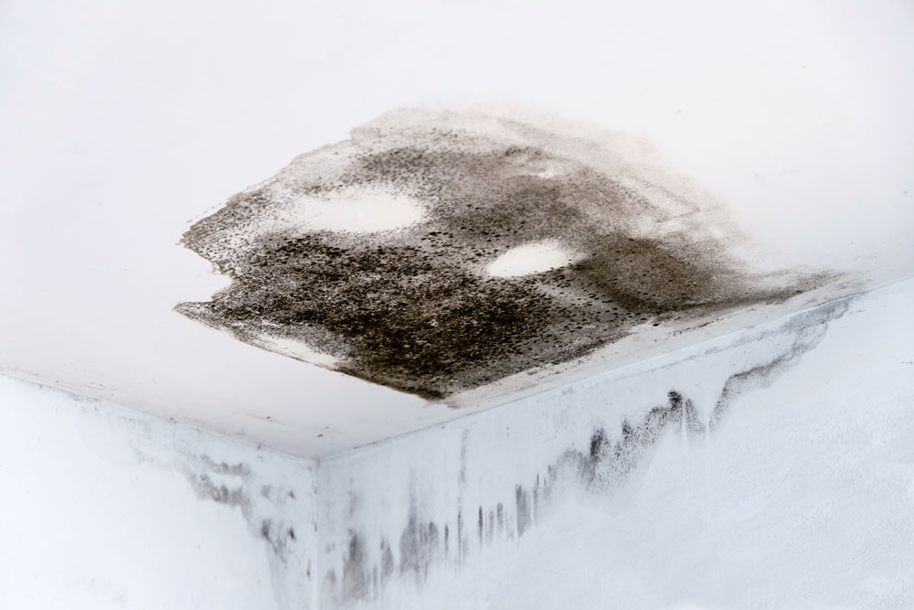 Black mould on a ceiling