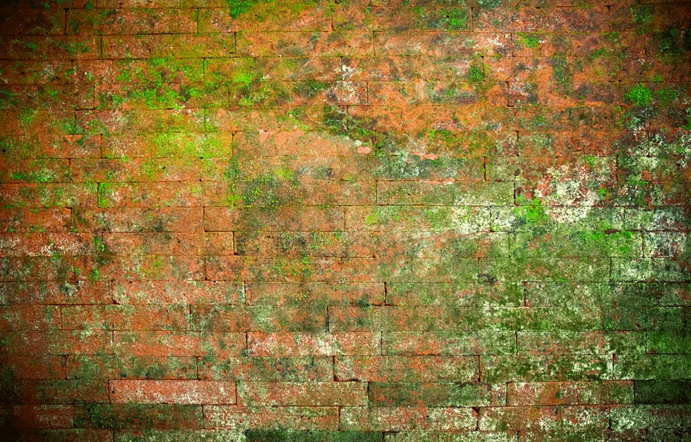 Moss on a brick wall