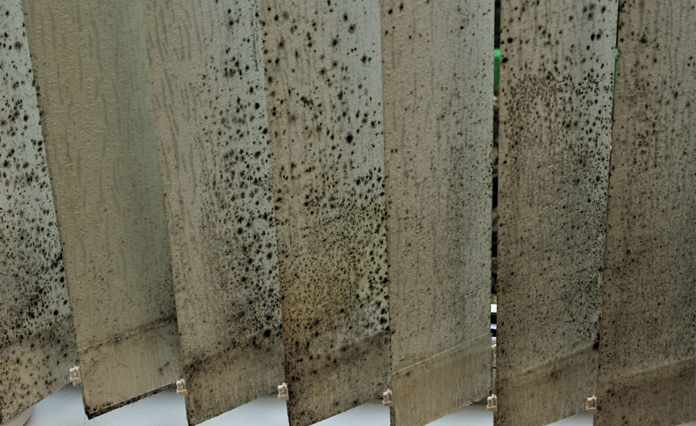 Mould growing on vertical blinds