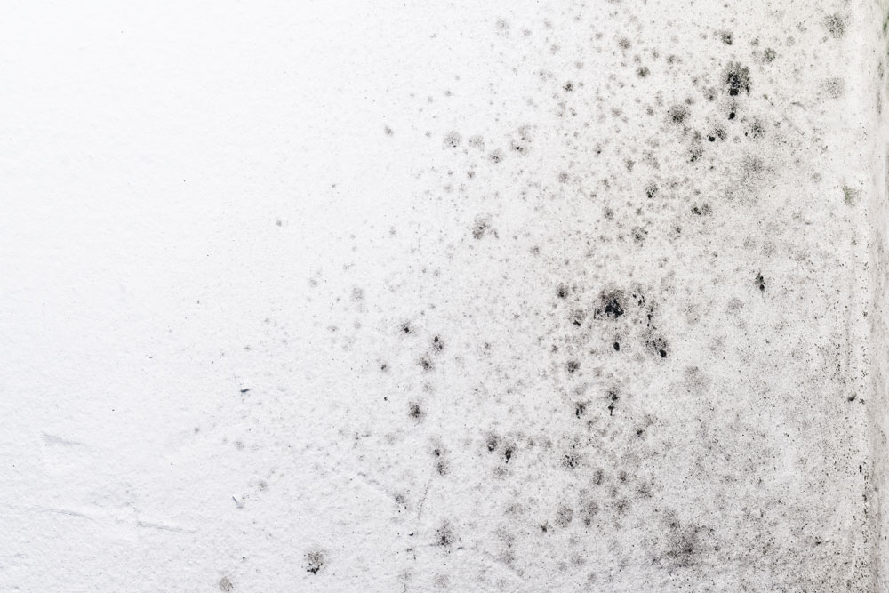 Dark mould spots on a white wall