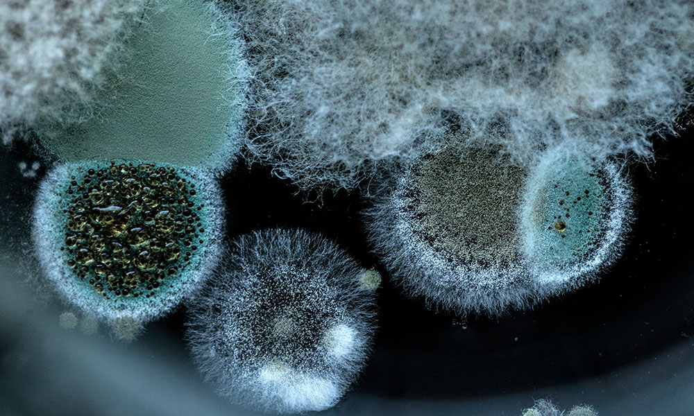 A microscopic image of mould