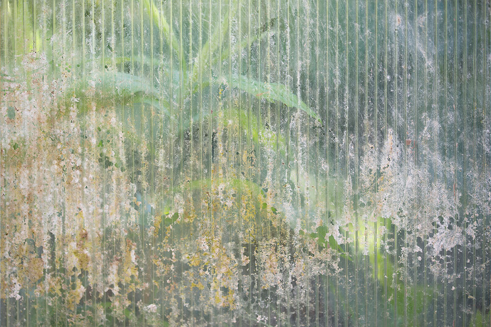 Mould on greenhouse window