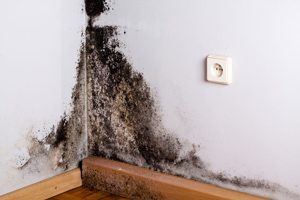 Black mould in the corner of a room