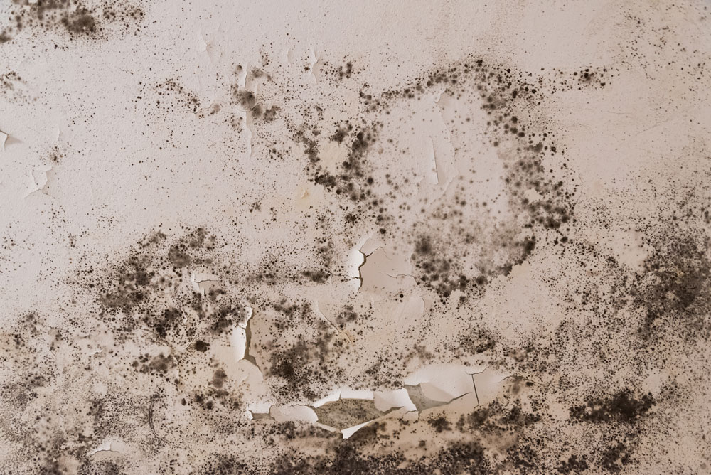 Black mould growing on the ceiling