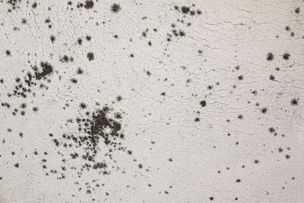 Black mould on a white wall