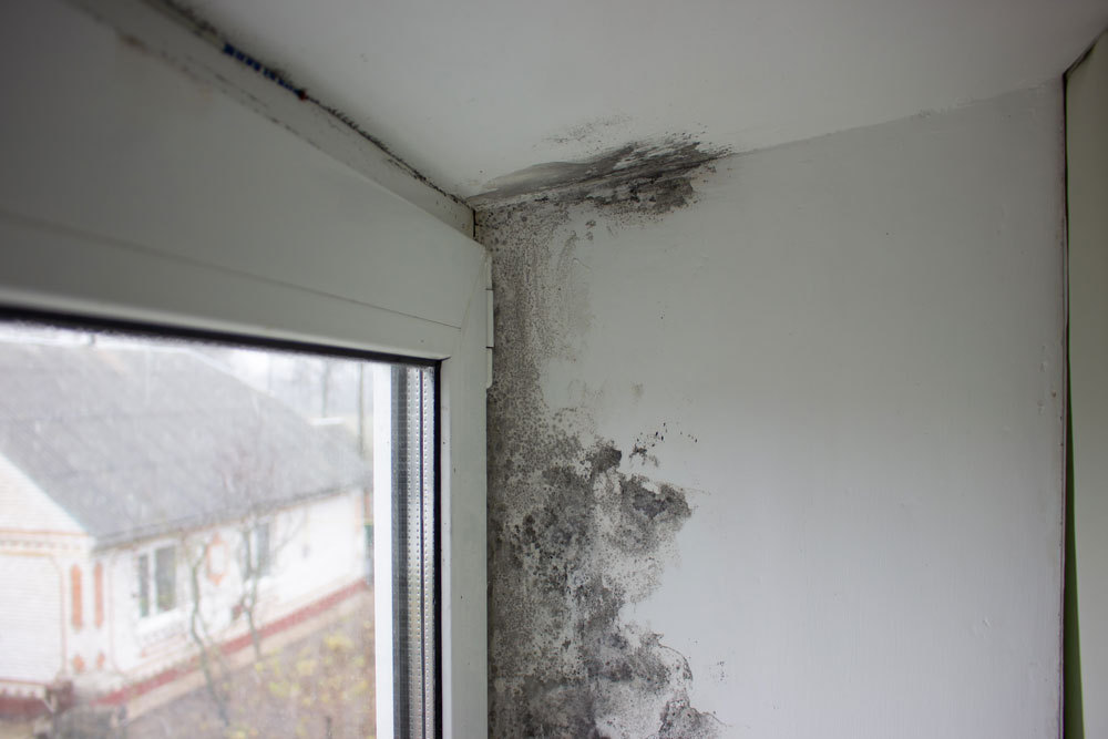 Mould next to a window frame