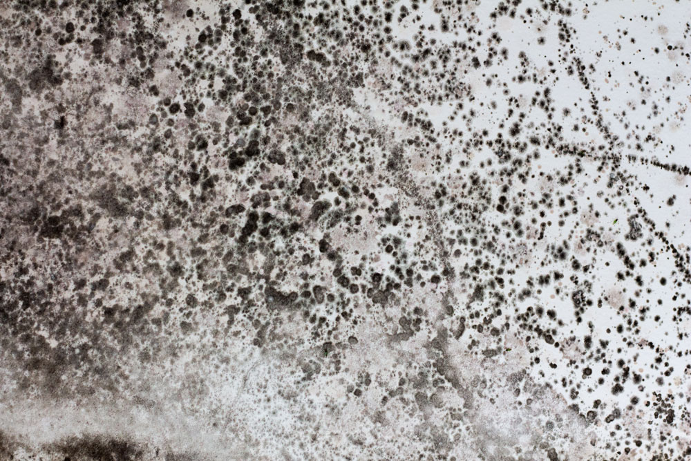 Black mould covering a white surface