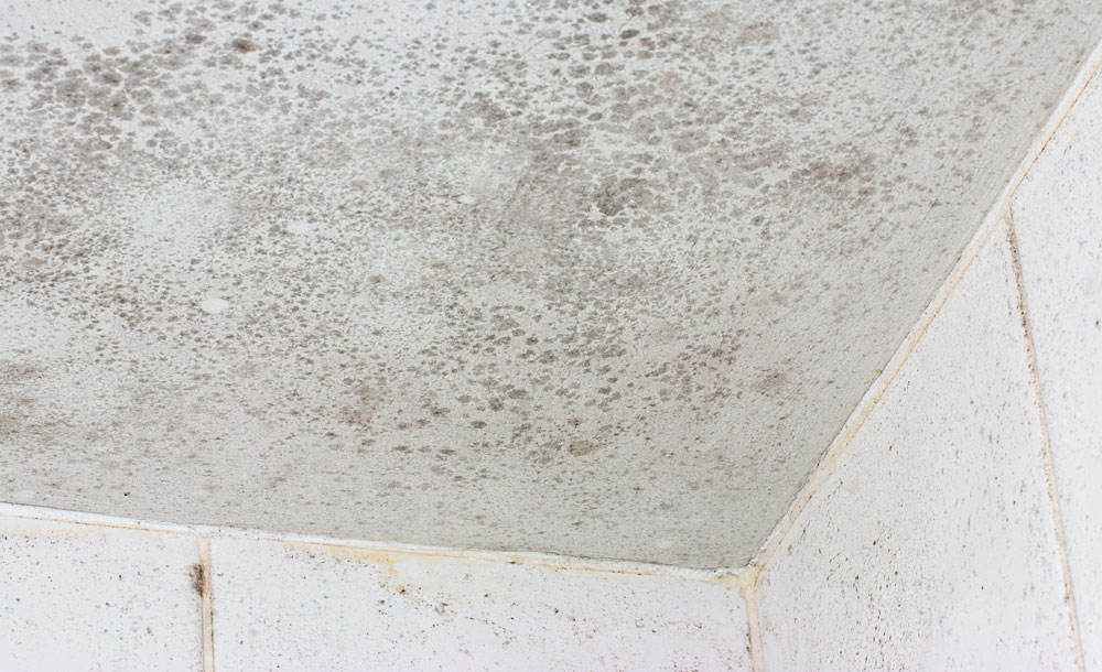 Mould growing on a white ceiling
