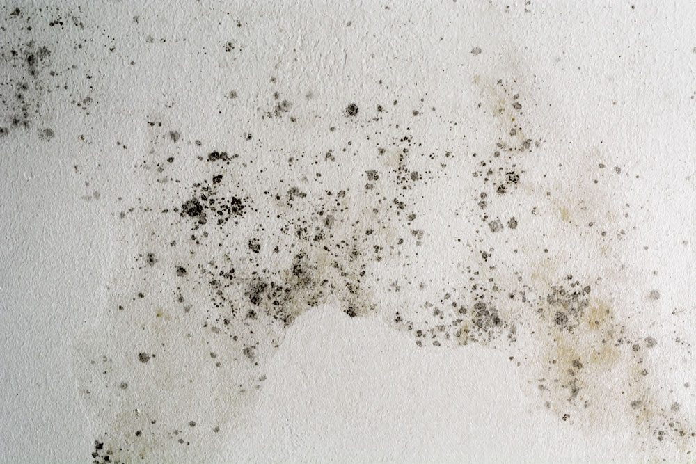 Black mould on a white wall