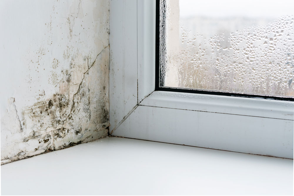 Mould growing on windowsill and wall
