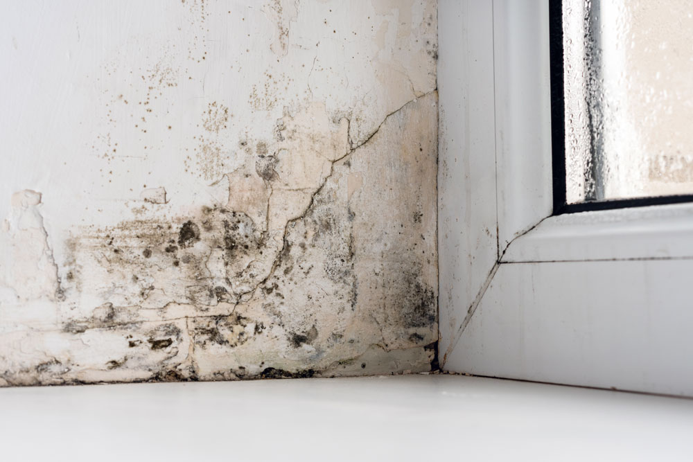 mould on windowsill