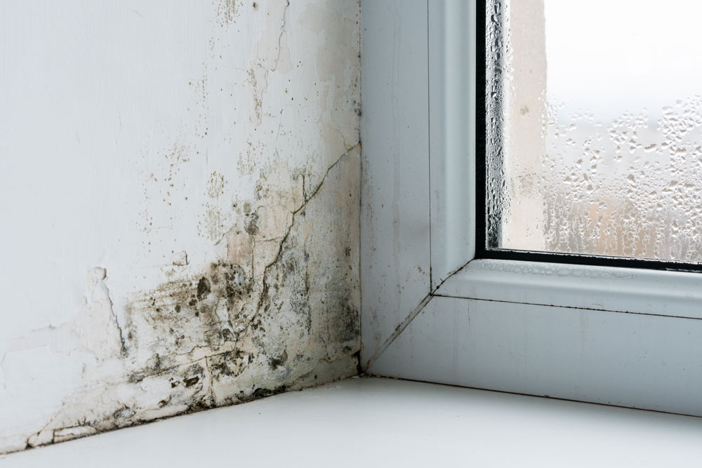 Mould growth in a window sill