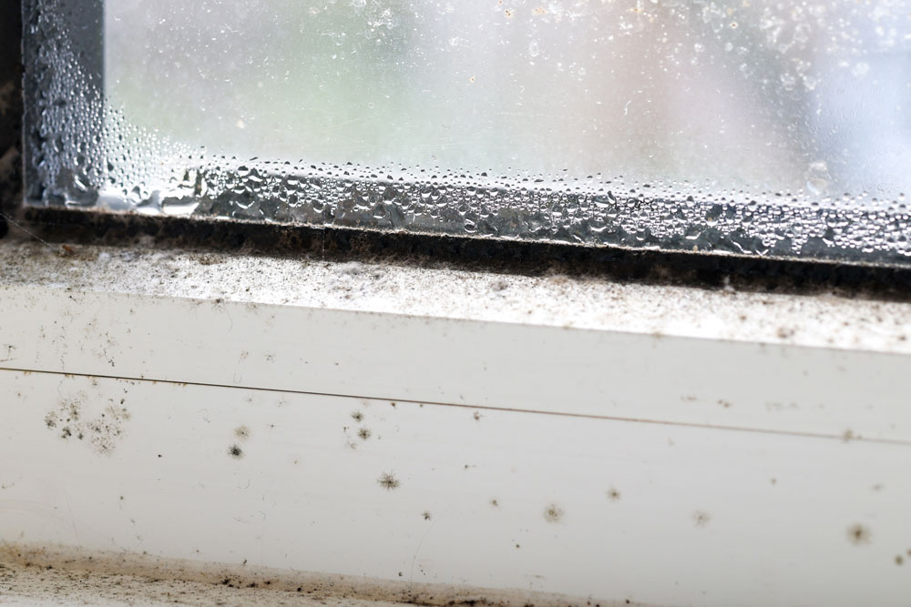 Mould growing on window