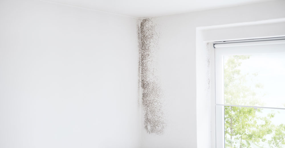 Mould growing on a wall next to a window