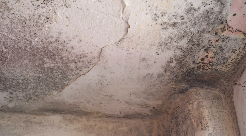 Mould growing on a ceiling