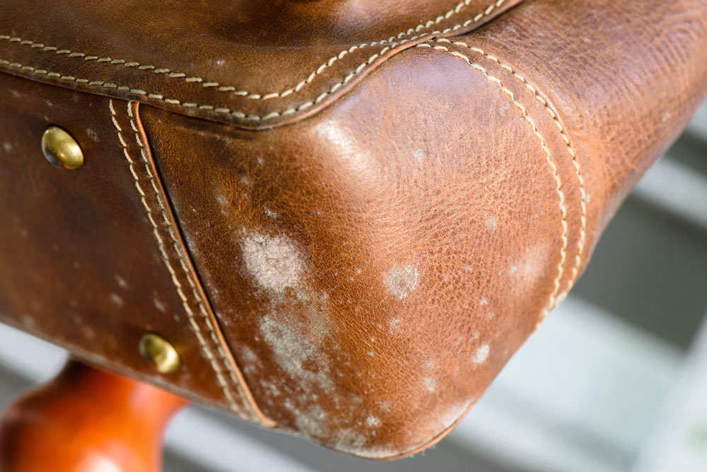 Mould on a leather bag