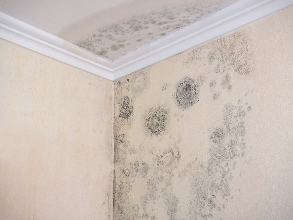 A patch of mould on the ceiling and wall