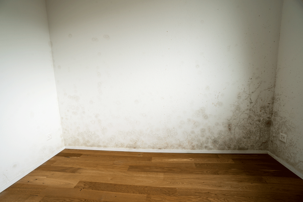 Mould growing in the corner of a wall