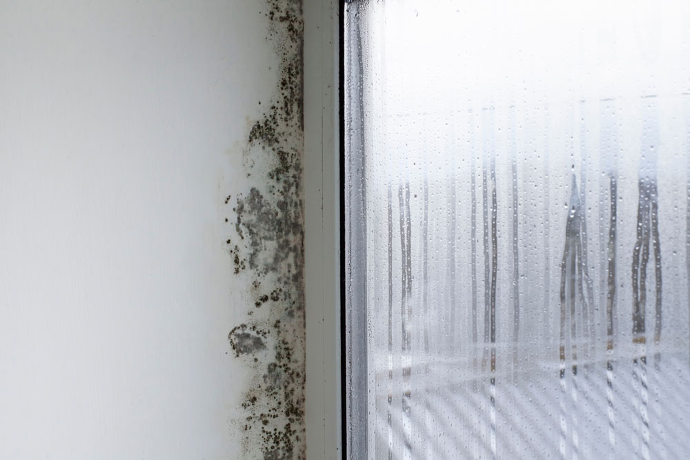 Mould growing next to a window
