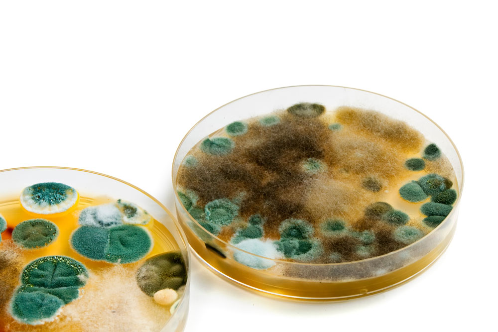 Mould growing in a petri dish