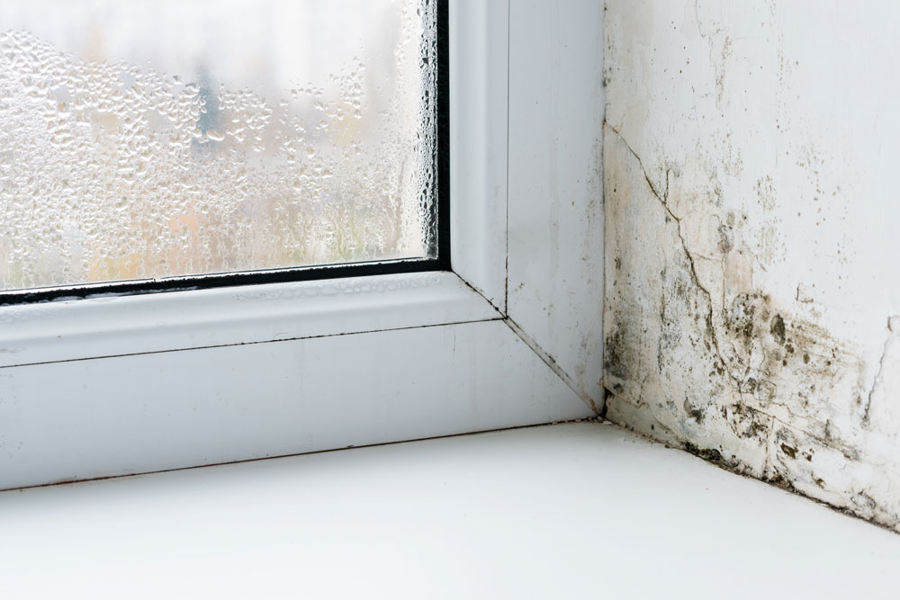 mould on windowsill