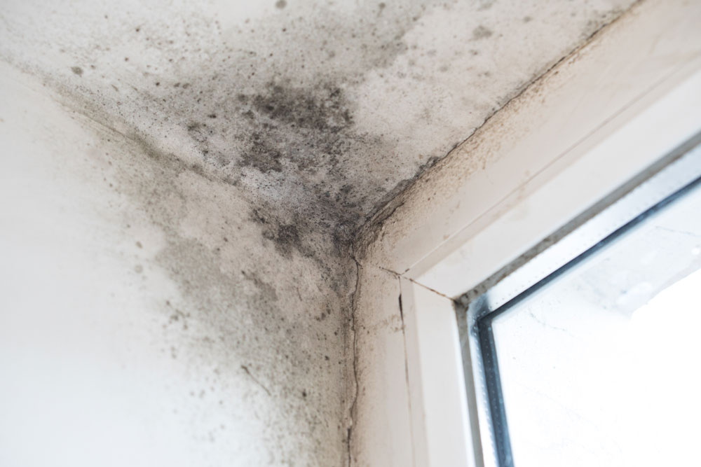 Mould growing in the corner of a ceiling