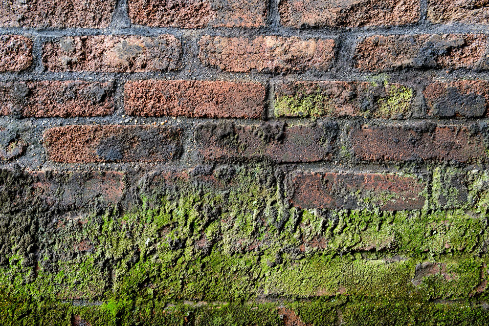 Algae on brickwork