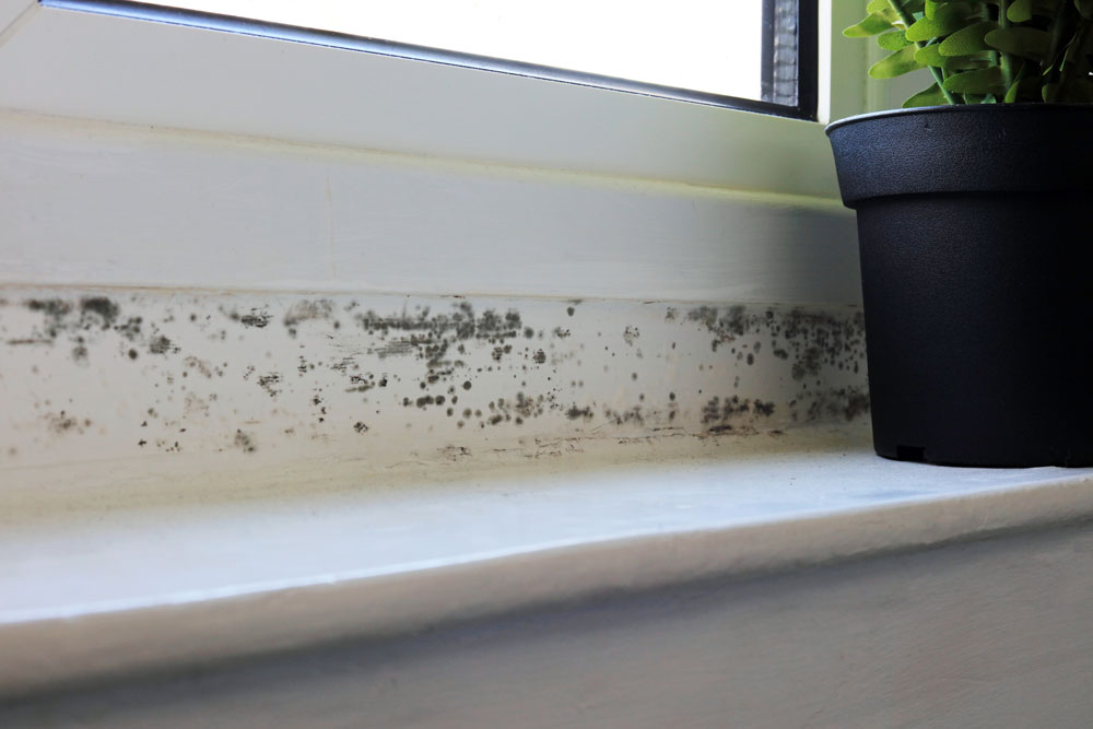 black mould on windowsill