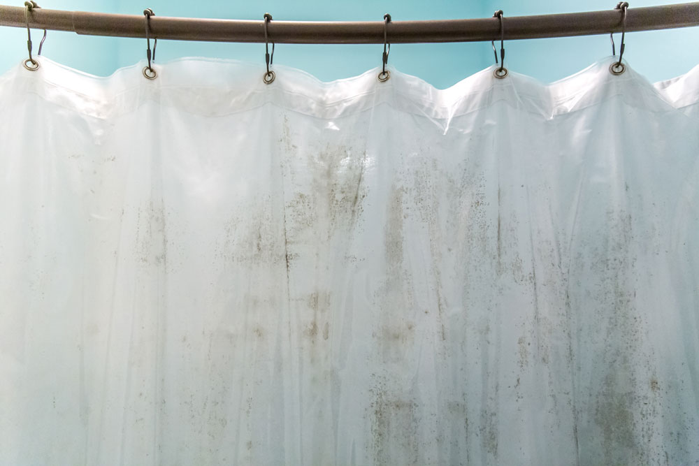 Mould on a shower curtain