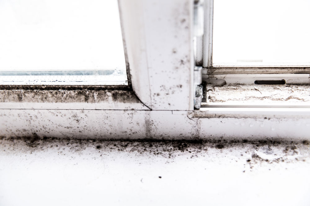 Mould growing on window sill