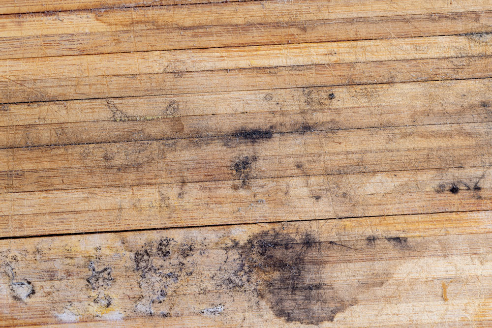 Dark mould patches on wood