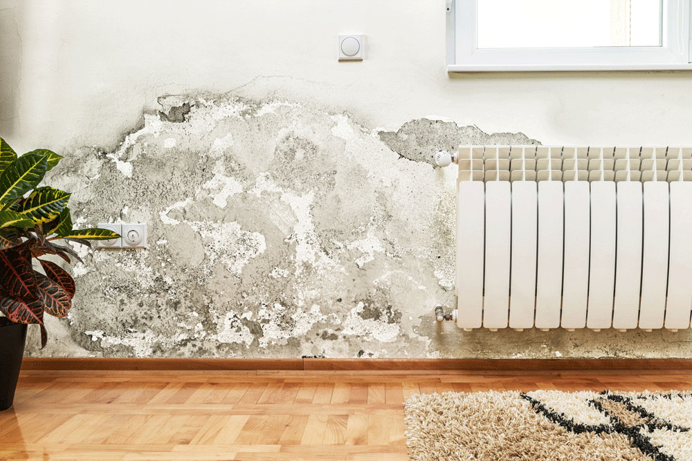 Mould growing on a wall