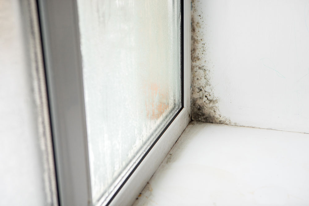 Black mould on the corner of a window sill