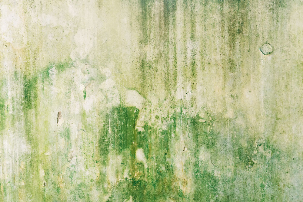 Green stains on a white wall