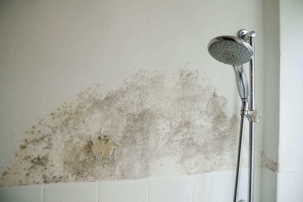 Mould in bathroom next to a shower