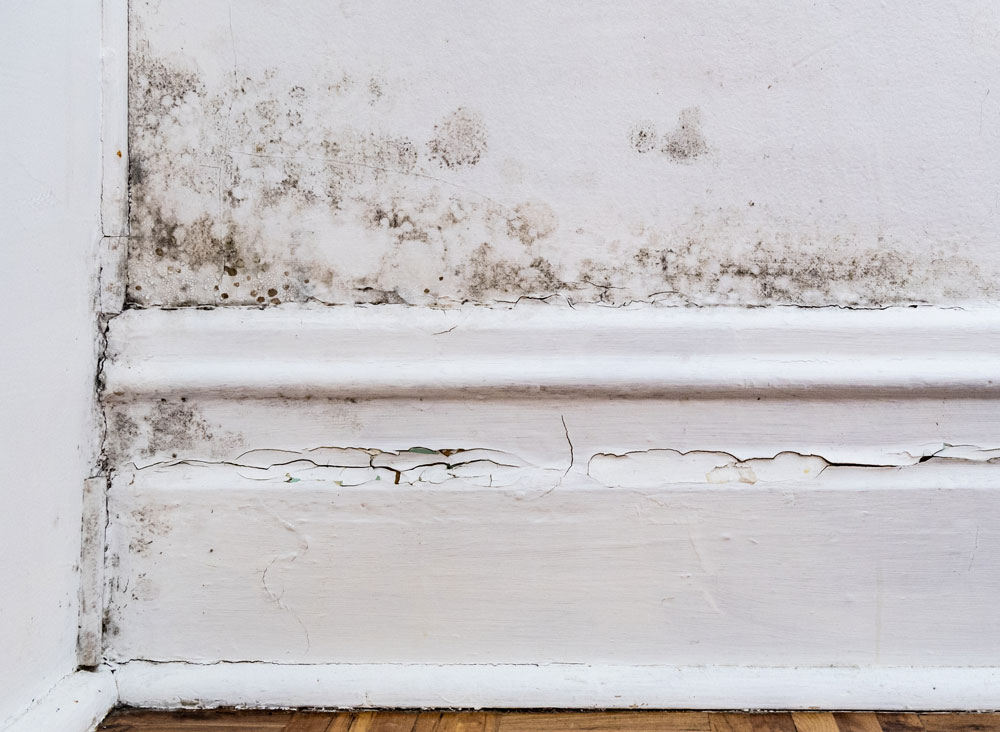Mould growing on a skirting board