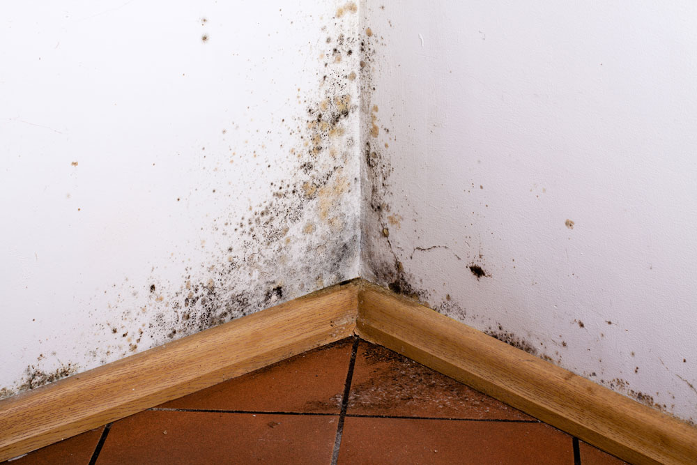 Black mould on a wall and skirting board