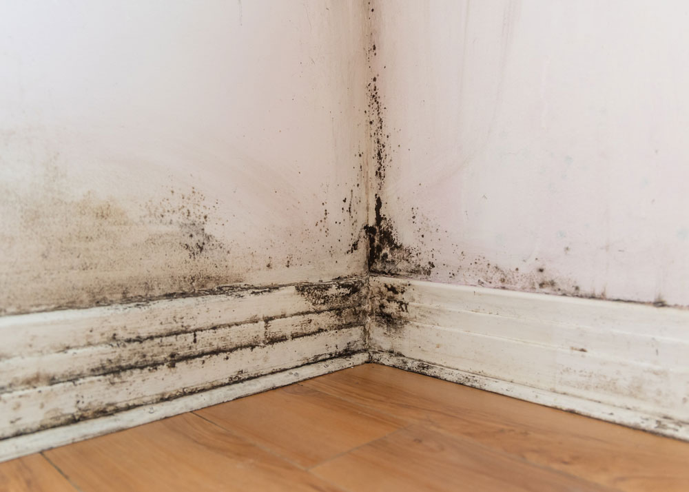 Black mould on a skirting board