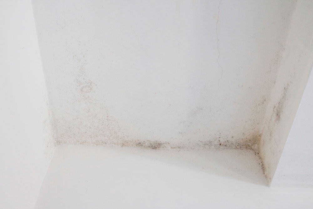 Mould growing on a ceiling corner