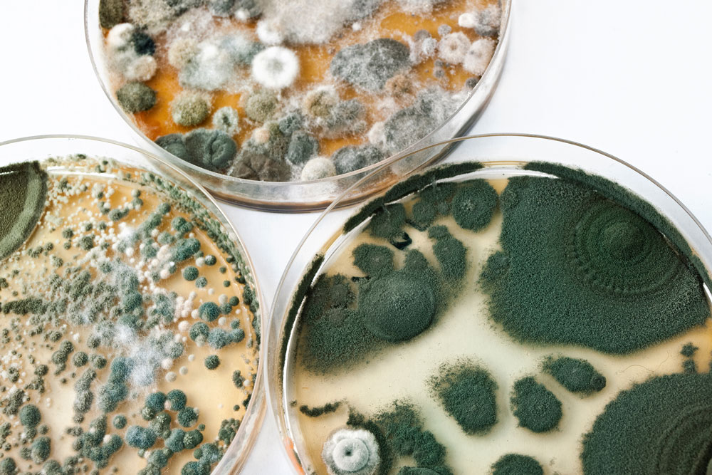 Mould growing in petri dishes