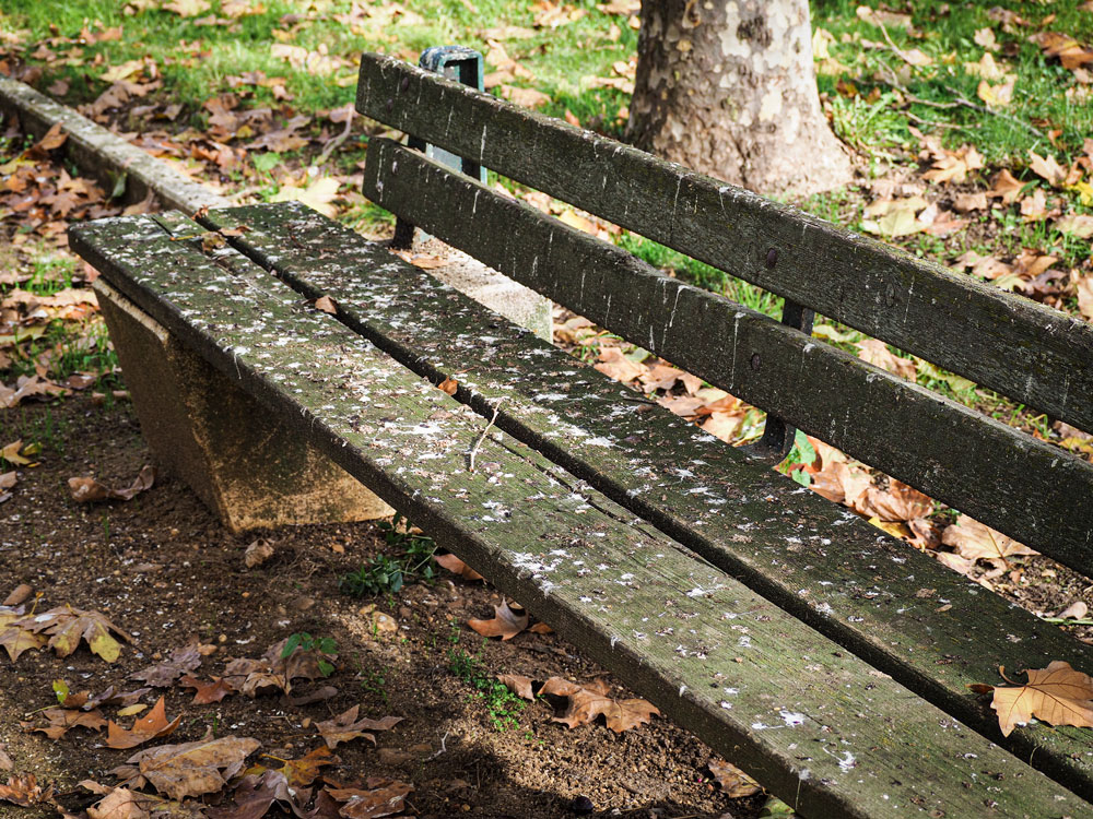 Pigeon guano on a park bench