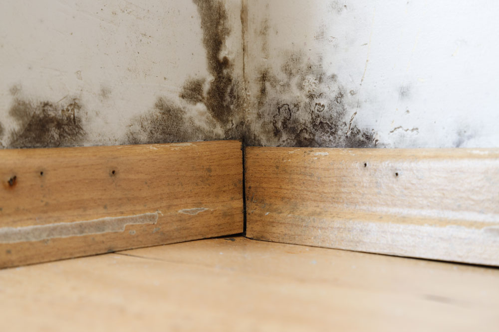 Mould on a skirting board and wall