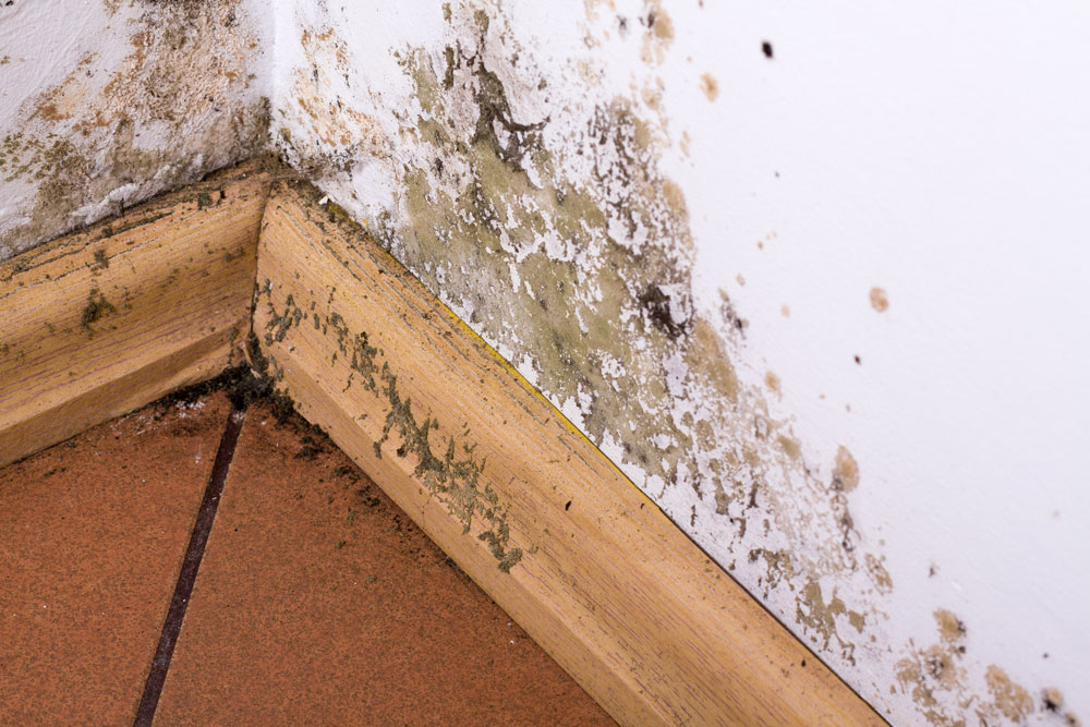 Mould growing on a wall and skirting board